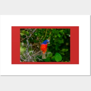 Colorful Painted Bunting -Painterly Posters and Art